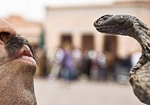 Змея укусила за лицо пьяного мужчину в Эссойле